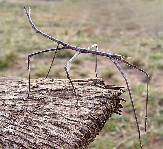 Bọ que sở hữu thân hình khẳng khiu, yếu đuối như cành cây khô rất hiệu quả trong việc ngụy trang. Nếu bị tấn công, chúng đã có tuyến nọc độc không chỉ có mùi khó chịu mà có thể gây đau đớn cho mắt và miệng kẻ săn mồi. 