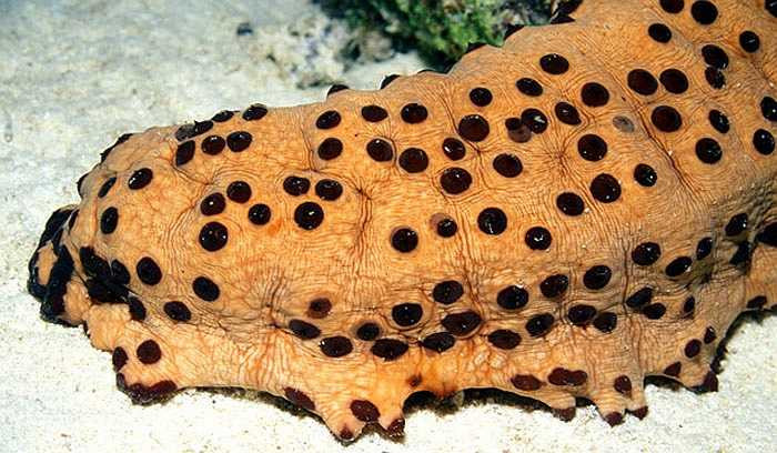 Hải sâm dưa leo lại có cách tự vệ rùng rợn hơn. Nếu chất độc holothurin không có tác dụng thì ngay lập tức, chúng dùng hết sức ép toàn bộ nội tạng chui ra khỏi hậu môn… giả chết. May mắn thì những loài cá ăn thịt khác sẽ bỏ qua cho chúng.