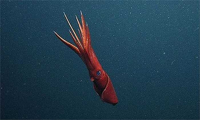 Mực ống: Khi bị đe dọa, chúng sẽ tấn công kẻ săn mồi rồi nhanh chóng tẩu thoát. Trước khi chạy trốn, chúng bẻ gãy và để lại một phần cánh tay để đánh lạc hướng. Cánh tay này sẽ tiếp tục co giật và phát sáng để thu hút sự chú ý của kể đi săn, giúp cho loài mực ống này bảo toàn tính mạng.