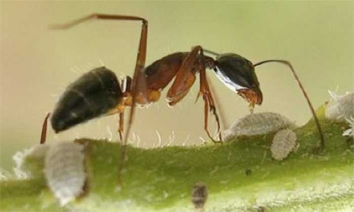 Kiến nổ Malaysia có một tuyến độc rất lớn trong cơ thể. Khi cảm thấy nguy hiểm, chúng tự rạch bụng và cho nổ tung chất độc có tác dụng ăn mòn như axit vào kẻ thù để bảo vệ tổ.