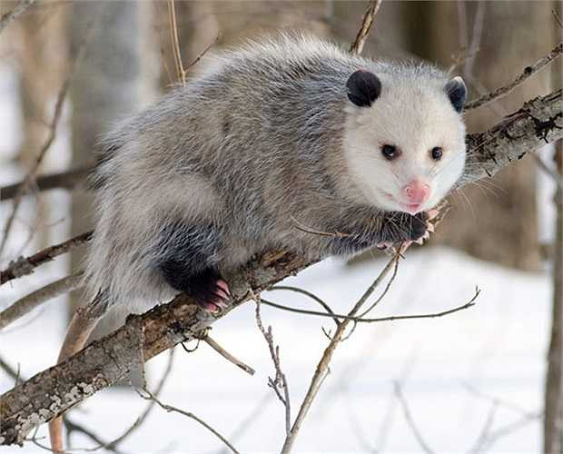 Chồn có túi Opossum cũng thích giả chết trên cây hàng giờ đủ để đánh lừa động vật săn mồi, đồng thời phát ra hơi hôi thối màu xanh vào không khí.