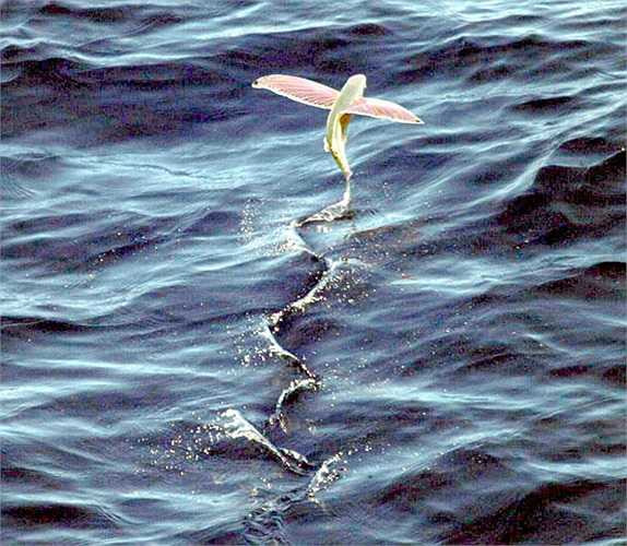 Cá chim đã phát triển khả năng hiếm có là có thê bay hoặc lướt trên mặt nước với quãng đường dài tới 200m bằng tốc độ 60km/h để chạy trốn.