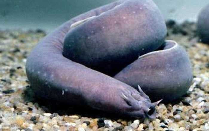 Cá mút đá là loài sinh vật biển có hình thù giống lươn. Khi bị đe dọa, chúng sẽ tiết ra một chất nhầy từ lỗ chân lông. Chất này sau khi trộn với nước biển thì biến thành một thứ nhớt sền sệt mà có thể bẫy con mồi hoặc làm chúng chết ngạt vì tắc mang.