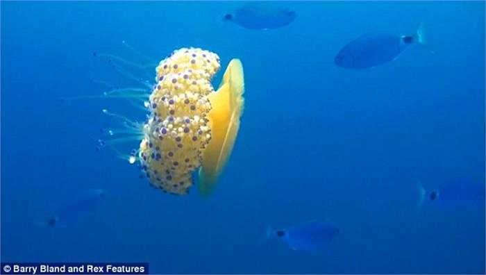 Nhiếp ảnh gia Anh Barry Bland là người chụp được những bức hình ấn tượng này về sứa cotylorhiza tuberculata. Anh tiết lộ, cuộc gặp với loài sứa có hình dáng giống món trứng rán hoàn toàn không phải do vô tình. 