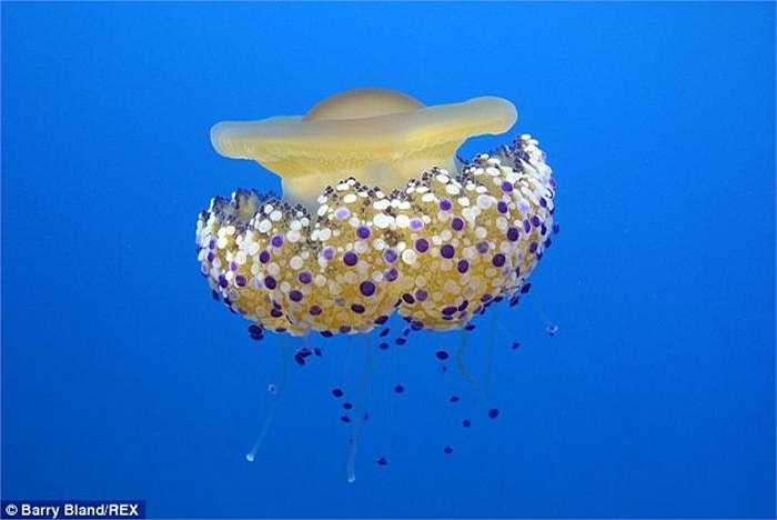 Trong khi sở hữu một phần màu vàng đặc biệt giống lòng đỏ trứng thì loài sứa này lại có một phần thân vô cùng xinh đẹp với những đốm xanh trắng kiểu chấm bi khiến không ít người liên tưởng tới một cây đèn chùm duyên dáng. 