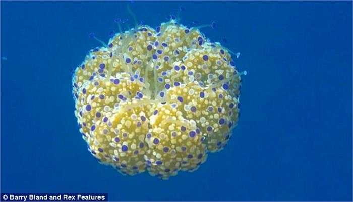 Phần thân có xúc tu của sứa cotylorhiza tuberculata trông như một bông hoa đang nở bung. 