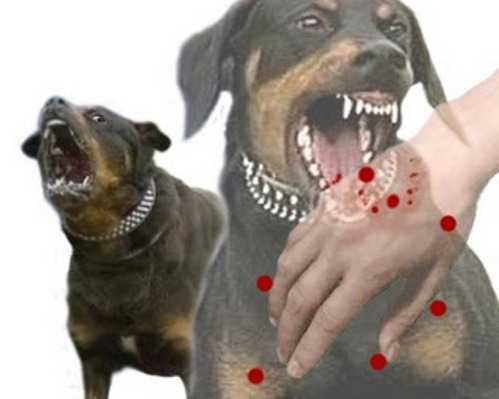 Bệnh dại diễn biến phức tạp