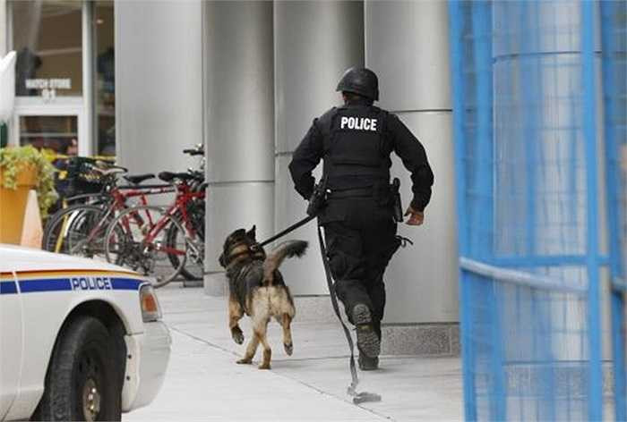 Chó nghiệp vụ cũng được huy động