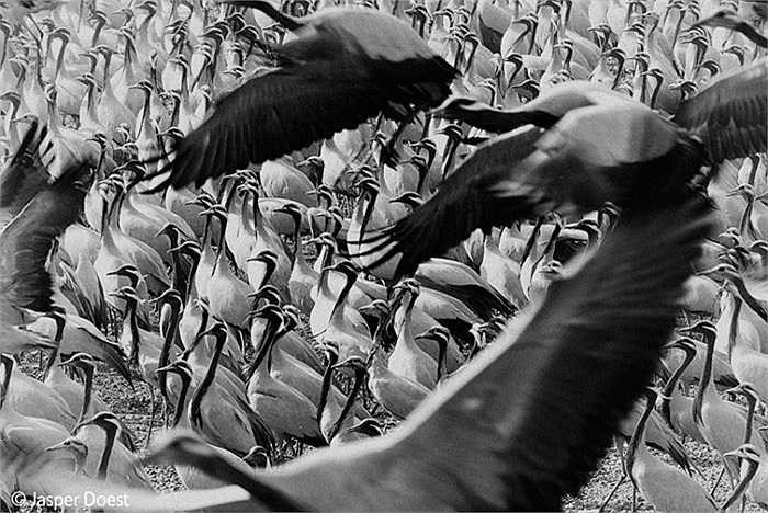 'The elegant crowd': Hàng ngàn con chim hạc trong cuộc di cư hàng năm dừng chân nghỉ ngơi tại làng Khichan, Ấn Độ. 