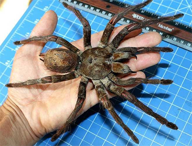 Nhiều người xem hình ảnh cho rằng chúng không có thật, mà chỉ tồn tại trong những bộ phim kinh dị.