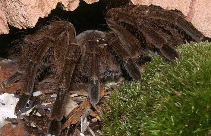 Loài nhện khổng lồ này đã được một nhiếp ảnh gia động vật thuộc đại học Harvard ghi lại, gây kinh ngạc cho giới khoa học.