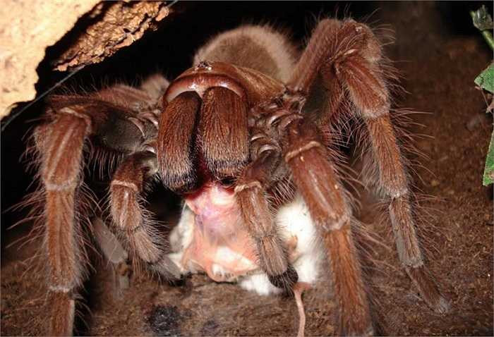 Khác với họ hàng của chúng là thường giăng tơ, làm tổ trên một vật chủ nào đó, nhện khổng lồ sống trong những hố có sẵn hoặc do chúng tự đào trên mặt đất, những khu vực đầm lầy.