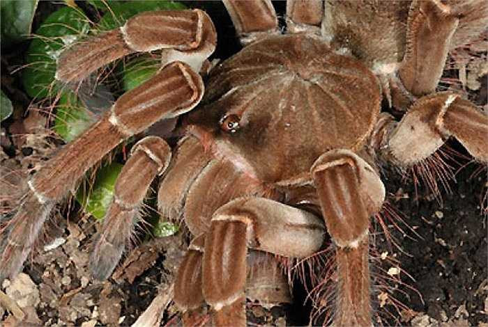 Nhện khổng lồ có trọng lượng cơ thể từ 200g đến 1kg và độ dài của chi lên tới gần 30cm. Toàn thân có màu nâu đen và những chiếc lông tơ mọc kín.