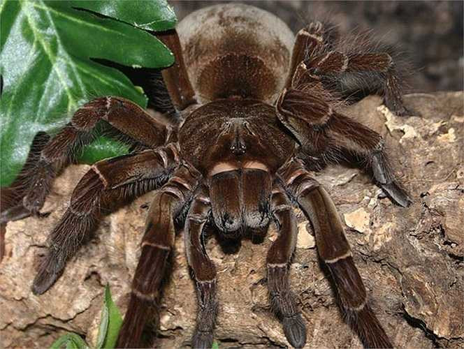 Con nhện mà nhà nhiếp ảnh nọ chụp được to như một con chó loại nhỏ.