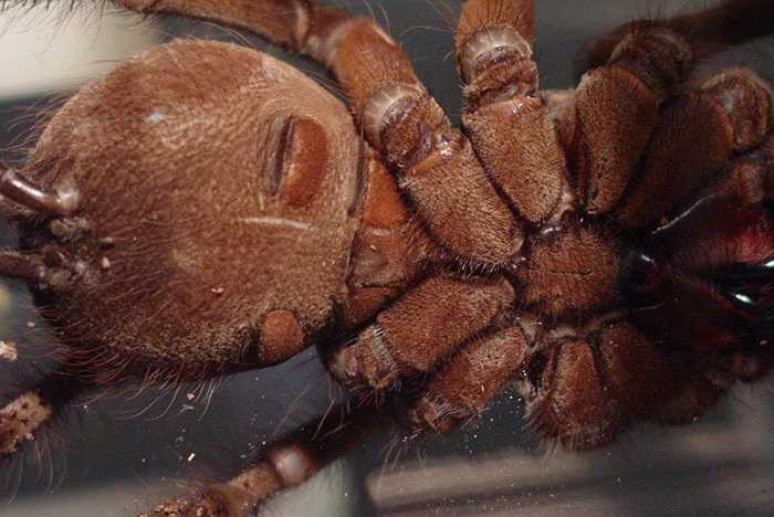 Giống như họ hàng của chúng, món ăn ưa thích của nhện khổng lồ là các loại côn trùng. Chúng còn xơi cả các loại động vật như chim, rắn, chuột... và xác chết.