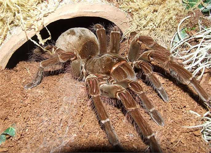 Trong thế giới động vật, nhện khổng lồ là những 'thiếu phụ' tàn độc nhất, vì con cái sẽ tìm cách ăn thịt con đực ngay sau giao phối.