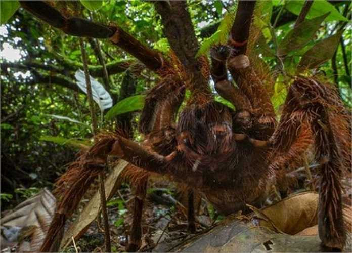 Trong khi nhện cái có tuổi thọ từ 15 đến 25 năm, thì nhện đực chỉ sống được 3-6 năm. Khi chúng trưởng thành, giao phối được, cũng là lúc chúng mất mạng.