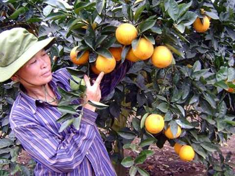 hoa quả, trái cây, hoa quả Trung Quốc, thực phẩm, cam Vinh