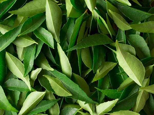 Lá cà ri: Phụ nữ miền Nam Ấn Độ thường có mái tóc đen dày do sử dụng lá cà ri. Đây là một loại gia vị và thảo dược giúp ngăn chặn tóc bạc trong một thời gian dài.