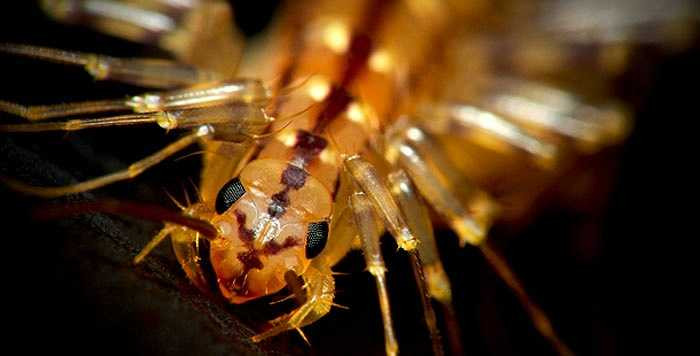 Rết khổng lồ cổ đại (Euphoberia) có cấu trúc cơ thể tương tự loài rết ngày nay ngoại trừ chiều dài cơ thể đến 1 mét và là tay săn mồi cừ khôi. Chúng ta biết rằng một con rết nhỏ 25 cm có thể ăn thịt các con chim, rắn và dơi thì Euphoberia có thể làm được gì?