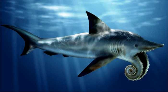Helicoprion là sát thủ đại dương từ 310 – 250 triệu năm trước có cơ thể rất giống cá mập ngoài trừ cụm răng xếp theo xoắn ốc – thứ vũ khí hạng nặng để chúng xé nát con mồi. Chiều dài cơ thể Helicoprion khoảng 4 mét.