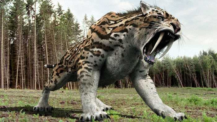 Hổ răng kiếm tồn tại trong thời gian khá dài từ 2,5 triệu – 10.000 năm trước, nặng tới 336 kg và có hàm răng nanh sắc nhọn, dài như một thanh đoản kiếm. Chúng được ban cho mọi khả năng săn mồi mạnh mẽ nhất của tổ tiên khiến mọi loài động vật đều run sợ. 