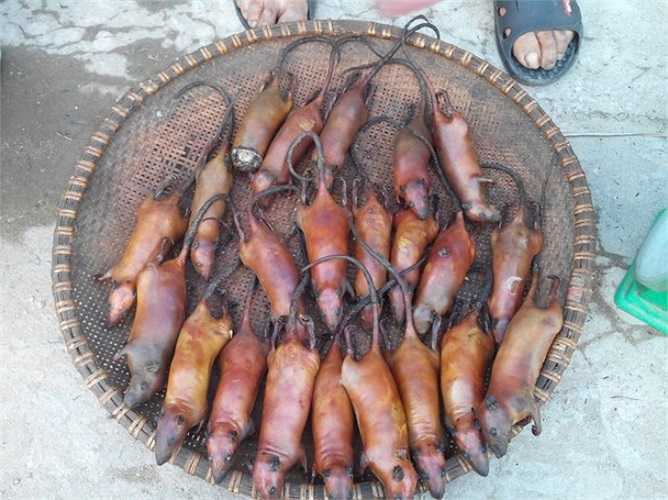 Chuột được bày ra sàng, dần, mẹt, thau, chậu hay bao chứa thóc... - những vật dụng tiện lợi của người dân thôn quê.