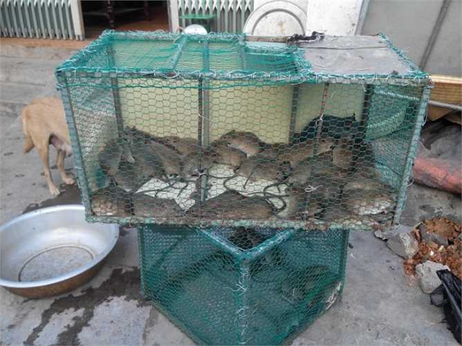 Khách mua có thể thoải mái lựa chọn chuột đồng sống hay đã được làm sạch, tùy theo ý muốn của bản thân.