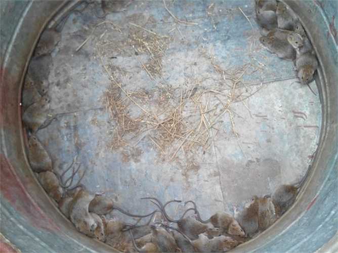 Nhốt chuột trong khoanh tôn thường dùng để chứa thóc.