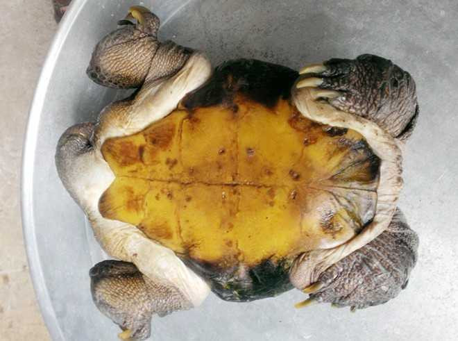 Đổ xô hỏi mua con rùa siêu dị ở miền Tây