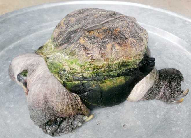 Đổ xô hỏi mua con rùa siêu dị ở miền Tây