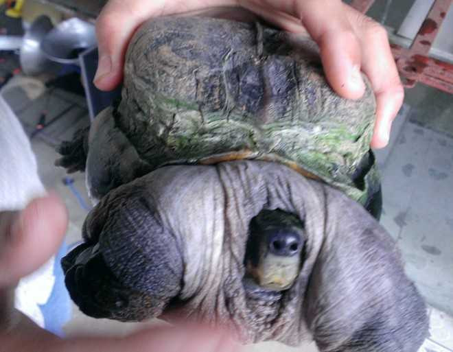 Đổ xô hỏi mua con rùa siêu dị ở miền Tây