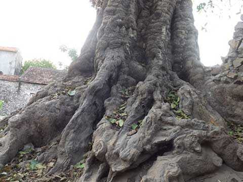 giếng đá, cây thị, đất thiêng, huyện Quỳnh Lưu, tỉnh Nghệ An