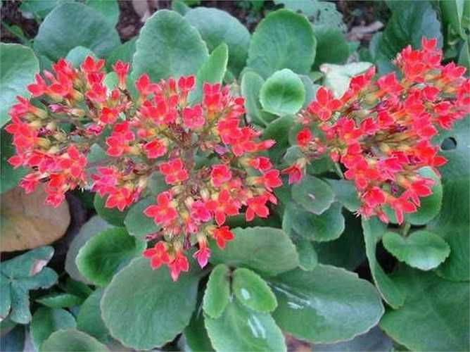 2. Theo Đông y, cây sống đời (cây bỏng, cây lá bông) có vị nhạt, hơi chua, có tính mát. Lá cây sống đời có tác dụng chữa nhiều loại bệnh thường gặp như bỏng (giã nát lá đắp lên vết thương hoặc vắt lấy nước bôi hàng ngày), vết thương bầm tím (giã lá cùng rượu, đường để uống), viêm họng, chảy máu cam, mất ngủ, kiết lỵ, say rượu. 