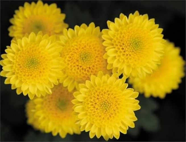 11. Kim cúc còn gọi là cúc hoa vàng hay hoàng cúc Đông y cho rằng kim cúc vị đắng - cay, tính hơi ôn, tác dụng thanh nhiệt, giải độc, chữa mụn nhọt sưng đau, đau mắt đỏ có sưng, đau đầu chóng mặt, chữa cảm lạnh, cúm, viêm não nhẹ, viêm mũi, viêm da mủ, viêm vú, hoa mắt, huyết áp cao, viêm gan, kiết lỵ, chảy nước mắt nhiều... 