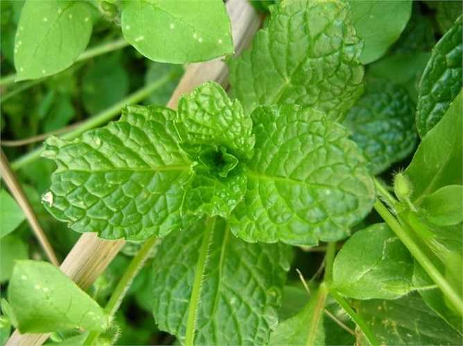 14. Bạc hà rất dễ trồng, nhanh lớn và làm thơm bếp của bạn. Bạc hà rất tốt cho hội chứng ruột kích thích, làm giảm đau đầu, căng thẳng, chán ăn hoặc chứng khó tiêu. Bạn có thể sử dụng bạc hà khi nấu ăn, xay sinh tố hoặc pha trà.