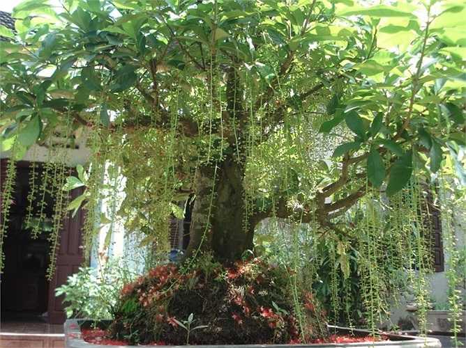 7. Bên cạnh việc trồng làm cảnh, mong muốn đem lại may mắn trong phong thủy, ít ai biết rằng lộc vừng là loại cây có tác dụng chữa bệnh trĩ rất công hiệu. Tác dụng điều trị bệnh trĩ của cây lộc vừng đã được y học phương đông ghi nhận và có những bài thuốc hữu hiệu từ loại cây này.