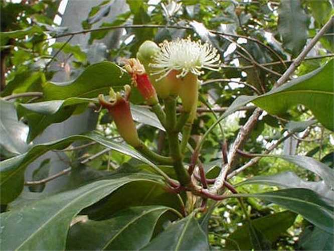 8. Nụ hoa cây đinh hương có vị cay ngọt, mùi thơm, tính nóng, kích thích, làm thơm, lợi trung tiện, làm ấm bụng, sát trùng. Nước sắc nụ có tác dụng đối với một số loại vi khuẩn đường ruột thuộc chi Shigella. Tinh dầu hoa có tác dụng mạnh đối với nhiều loại vi khuẩn.