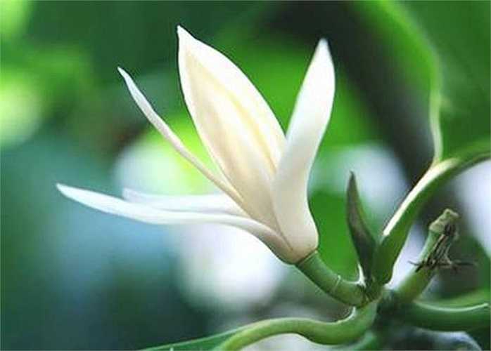 9. Trong nền y học truyền thống châu Á, nước ép hay nước sắc của hoa Ngọc lan được dùng chữa trị rối loạn tiêu hóa, nôn mửa, sốt. Hoa ngâm trong dầu dùng ngoài da trị nhức đầu, đau mắt, viêm mũi, xoang, thấp, gút, chóng mặt, viêm nhiễm và sốt. Lá dùng chữa trị các vết sưng tấy. Rễ cây ngọc lan trắng có tác dụng thông kinh, vỏ rễ dùng hạ nhiệt, hoa trấn kinh 