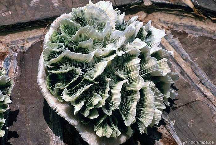 Một rặng san hô vớt lên từ đáy vịnh