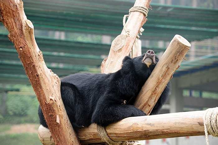 Thực hiện: Việt Linh