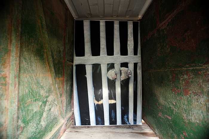 Các cá thể gấu thường bị săn bắt, nuôi nhốt từ khi còn khá nhỏ. Những chú gấu này đã bị trích hút mật trong suốt nhiều năm liền. Tính đến cuối năm 2012, khoảng 2.400 cá thể gấu vẫn đang bị giam cầm trong các trại nuôi nhốt gấu trên cả nước.