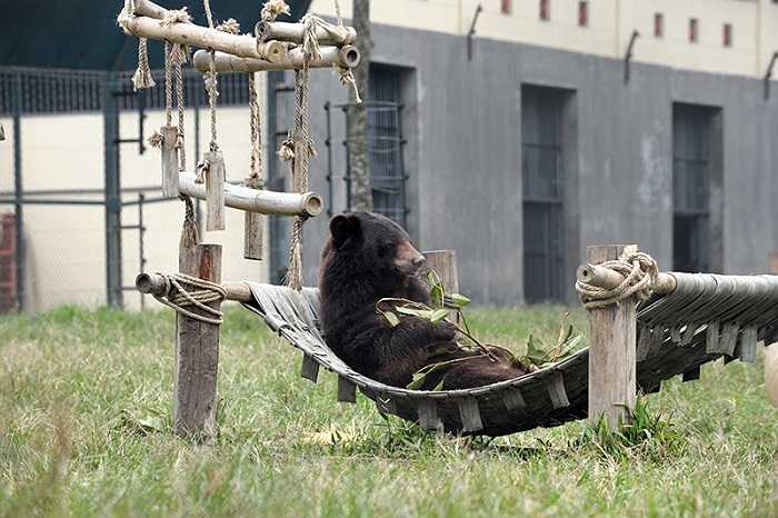 Sau khi được giải cứu, các cá thể gấu sẽ được khám sức khỏe ban đầu, đánh giá các mức độ tổn thương và cách ly ít nhất 45 ngày trước khi quá trình hòa nhập bắt đầu.