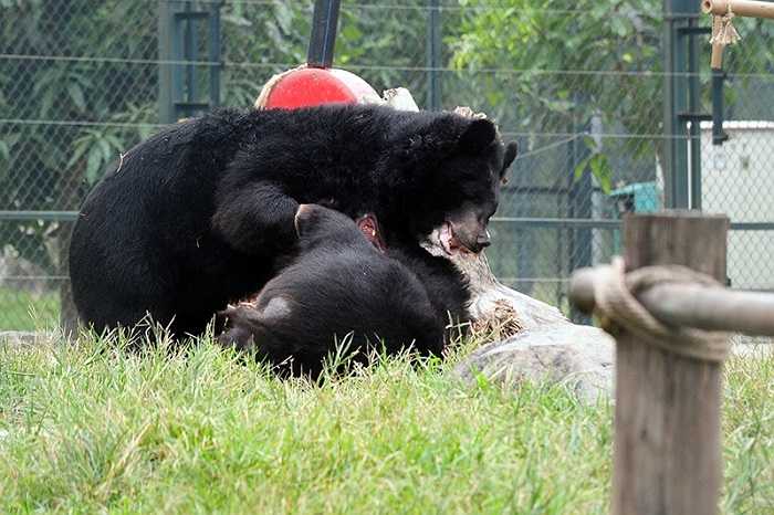 Các khu bán tự nhiên của gấu có diện tích 2,5ha được thiết kế để khơi dậy các tập tính tự nhiên của loài gấu.