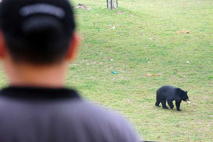 Những vết thương trên mình gấu khi bị nuôi nhốt ở các trại gấu trong những lồng cũi chật hẹp và chọc kim vào túi mật. Bị tổn thương cả về sức khỏe và tâm lý, chúng sẽ không sống được nếu thả về tự nhiên.