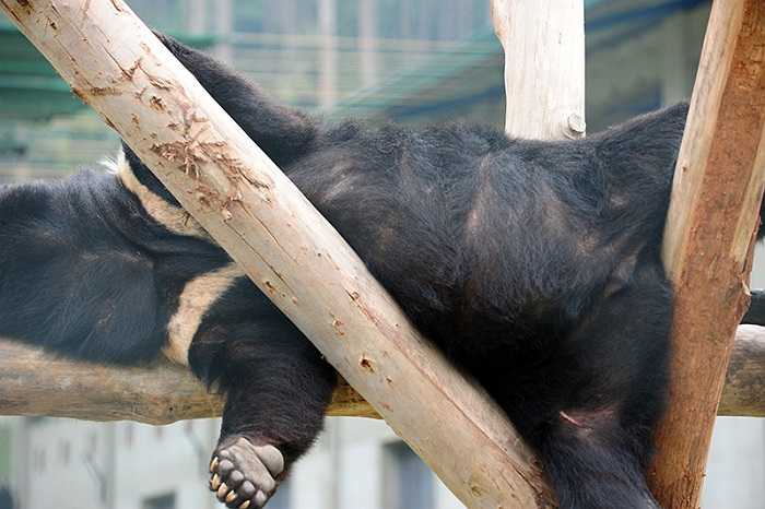 Giờ đây, những chú gấu này được sống phần đời còn lại trong tự do và an toàn. 