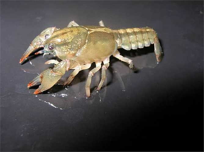 Tôm có thể mọc lại càng của chúng, giống như tôm hùm. Sự tái sinh thường mất một hoặc nhiều lần lột xác để hoàn thành. Các càng mọc trở lại nhanh hơn nếu tôm càng trẻ hơn, ăn uống đầy đủ. Khi một động vật lột xác, nó lột da ngoài cứng hoặc vỏ và thay thế nó bằng một hình mới.