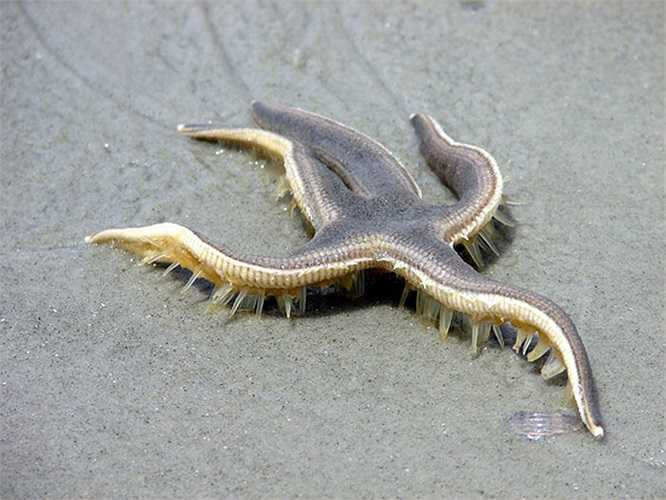 Sao biển có khả năng tái tạo lại 2 chi bị mất nếu gặp tai nạn. Một con sao biển thường có 5 cánh tay, nhưng một số lại có thể có đến 40 chiếc. Loài sao biển có thể tái tạo toàn bộ cơ thể, hoặc con sao biển mới chỉ từ một phần của một chân tay bị cắt đứt.