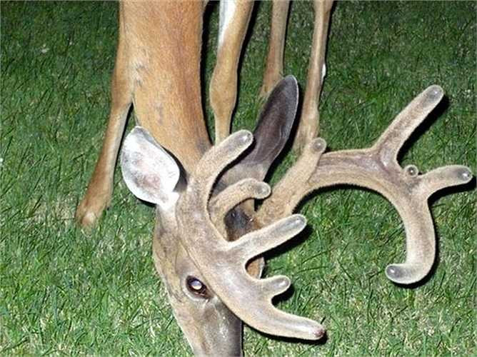 Khi nói đến động vật có vú, ít ai ngờ về khả năng tái sinh nhưng hươu thường rụng gạc mỗi năm một lần và mọc chúng trở lại, đôi khi với tốc độ lên đến 2 inch (5cm) mỗi ngày. Con đực trưởng thành sử dụng gạc để cạnh tranh với những con đực khác trong việc thu hút bạn tình và tìm thức ăn trong tuyết.