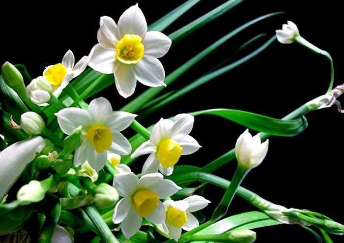 Hoa thủy tiên: Tên khoa học là Narcissus spp, trong củ của cây có chất Alkaloids gây chóng mặt, buồn nôn, tiêu chảy, run rẩy toàn thân, hôn mê, có thể dẫn đến tử vong khi ăn phải.